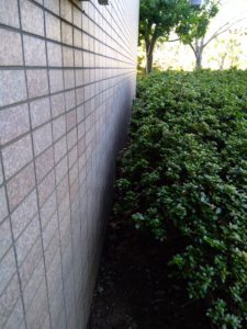 【足場組前の植栽】 本文画像