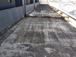 防水面に植物が自生 本文画像