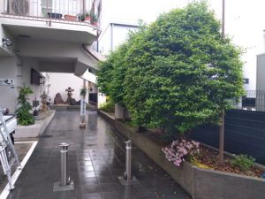 植栽の剪定 本文画像