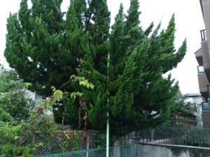 庭の樹木の伐採 本文画像