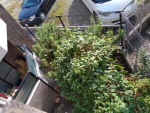 植栽帯の防草対策 本文画像