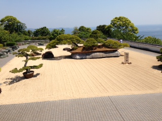 最大級の松の盆栽 本文画像